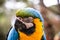 Old Macaw-canindÃ©, with yellow and blue bellies, who suffered abuse in captivity. Wounded bird, animal trafficking