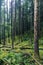 Old magical woods with beautiful green understory and spruce trees