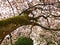 Old magnolia tree in the arboretum in Kornik, Poland