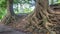 Old Magnolia tree roots, Adjara, Georgia