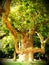 Old majestic oak tree