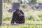 Old male chimpanzee behind a metal jail in captivity