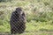 Old male chimpanzee behind a metal jail in captivity