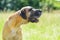 Old male german mastiff dog portrait in beautiful grass field in summer