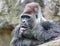 An old male gorilla licks the fingers of his front left paw