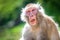 An old male Japanese macaque is baring its teeth