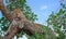 Old Male Leopard resting in a tree with nice blue sky background, south luamgwa national park, zambia