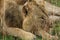 Old male lion with scars and collar for conservation