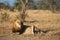 Old male lion watching hyenas close by early morning