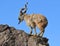 Old male markhor Capra falconeri on background of blue sky