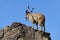 Old male markhor Capra falconeri on rocks