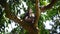 Old male monkey Macaca fascicularis