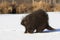 Old male porcupine walking in snow