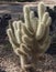 Old Man Cactus, Cephalocereus senilis