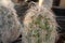 Old man cactus cephalocereus senilis grows hairy in a cactus greenhouse in Arizona, USA