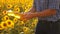 Old man close-up sunlight farmer sunflower oil concept agriculture. old man farmer holding in hand a plastic bottle