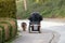 Old man drives an electric wheelchair and is accompanied by his faithful dog