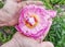 Old man gardener hands hold rich peony flower in blossoms