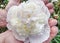 Old man gardener hands hold rich peony flower in blossoms