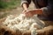 Old man gathers sheared sheep wool from ground on farm yard woven material producing