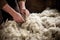 Old man gathers sheared sheep wool from ground on farm yard woven material producing