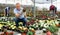 Old man grower sitting down and looking to the pot of primrose flower in greenhouse