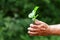 Old man hands holding a green young plant. Symbol of spring, ecology, new life concept. Close-up