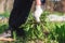 Old man hands uprooting weeds in his garden