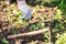 Old man hands uprooting weeds in his garden