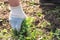 Old man hands uprooting weeds in his garden