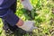 Old man hands uprooting weeds in his garden