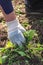 Old man hands uprooting weeds in his garden