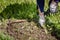 Old man hands uprooting weeds in his garden