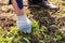 Old man hands uprooting weeds in his garden