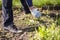 old man hands uprooting weeds in his garden