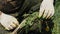 old man hands uprooting weeds in his garden