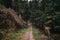 Old man hiking in the beautiful Schwarzwald forest