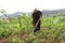 Old man with a hoe weeding in the corn field