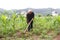 Old man with a hoe weeding in the corn field