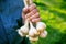 Old man holding a fresh garlic in a nature. Natural background. Farmer. Medicine and healthy. Traditional medicine.