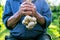 Old man holding a fresh garlic in a nature. Natural background. Farmer. Medicine and healthy. Traditional medicine.