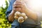 Old man holding a fresh garlic in a nature. Natural background. Farmer. Medicine and healthy. Traditional medicine.