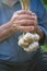 Old man holding a fresh garlic in a nature. Natural background. Farmer. Medicine and healthy. Traditional medicine.