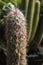 Old man of the mountain cactus Oreocereus celsianus in a desert garden