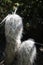 Old man of the mountain cactus Oreocereus celsianus in a desert garden