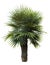 Old man palm tree isolated