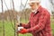 Old man in panama hat greasing trees.