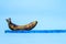 Old man penis concept - over ripe banana with blue measurement tape - isolated on a blue background