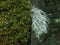 Old Man`s Beard Usnea on tree moss in Etna Park