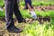 Old man uproots hoe weeds in his garden